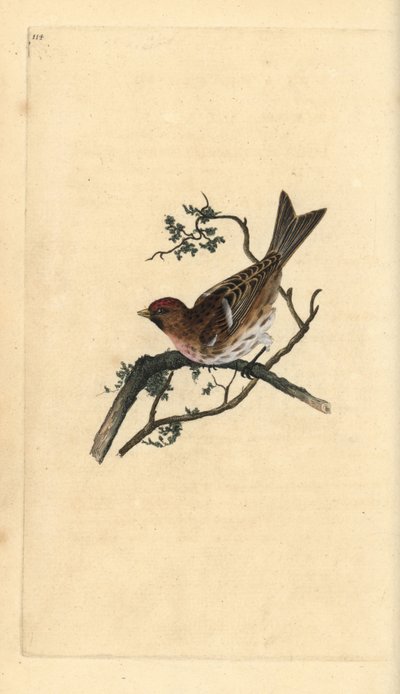 Organetto, Carduelis cabaret da Edward Donovan