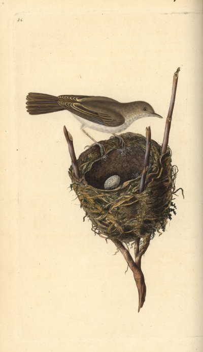 Sterpazzola minore, Sylvia communis, con nido e uovo. Incisione colorata a mano tratta da Edward Donovan dal suo Natural History of British Birds, Londra da Edward Donovan