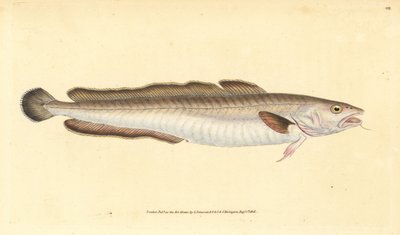 Molva, Molva molva da Edward Donovan