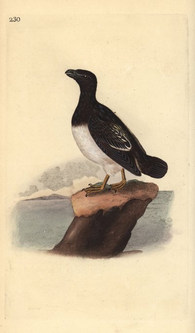 All alle (femmina). Incisione a mano colorata disegnata e incisa da Edward Donovan dal suo "Natural History of British Birds," Londra da Edward Donovan