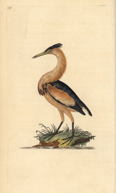 Tarabusino. Incisione a mano colorata a rame disegnata e incisa da Edward Donovan dal suo Natural History of British Birds, Londra da Edward Donovan