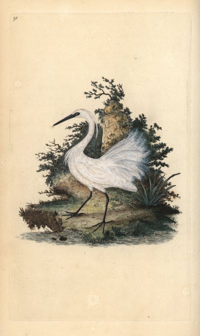 Garzetta. Egretta garzetta. Incisione a mano colorata disegnata e incisa da Edward Donovan dalla sua "Storia Naturale degli Uccelli Britannici", Londra da Edward Donovan