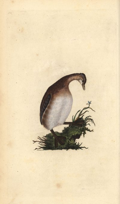 Tuffetto. Incisione a mano colorata a rame disegnata e incisa da Edward Donovan dal suo Natural History of British Birds, Londra da Edward Donovan