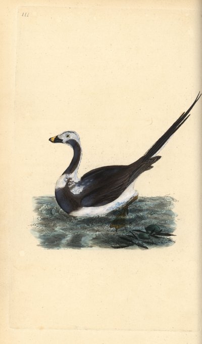 Moretta codona, Clangula hyemalis. Vulnerabile da Edward Donovan