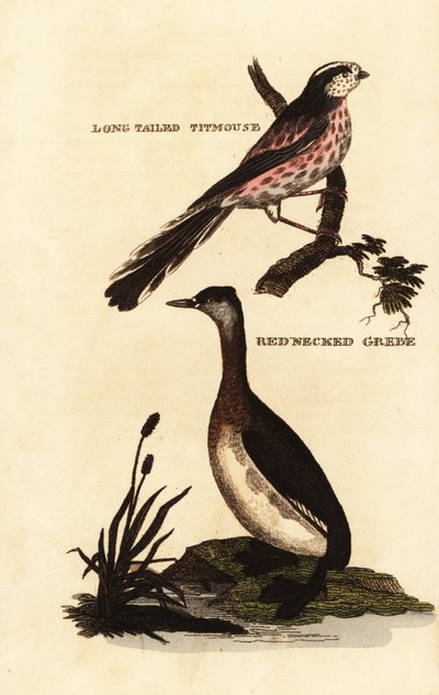 Cincia dalla lunga coda o cincia dalla lunga coda, Aegithalos caudatus, e svasso dal collo rosso, Podiceps grisegena da Edward Donovan