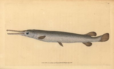 Lepisosteus osseus da Edward Donovan