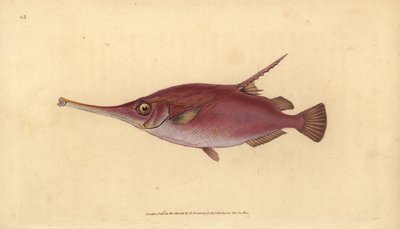Pesce trombetta, Macroramphosus scolopax (Pesce trombetta, Centriscus scolopax). Incisione a mano colorata disegnata e incisa da Edward Donovan dalla sua Storia Naturale dei Pesci Britannici, Donovan e F.C. e J. Rivington, Londra da Edward Donovan