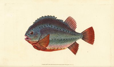 Ciclottero, Cyclopterus lumpus da Edward Donovan