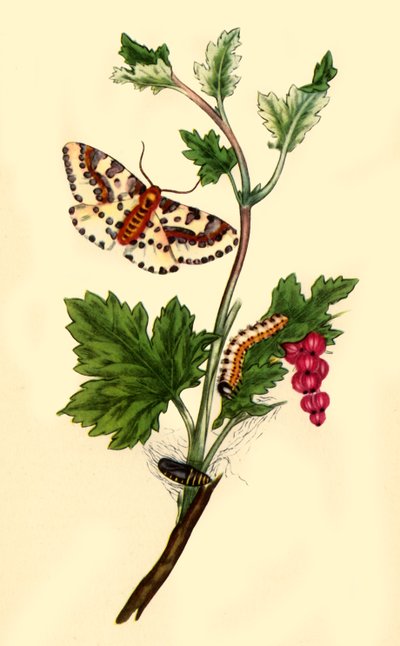Magpie o Currant Moth: Phalaena grossulariata da Edward Donovan