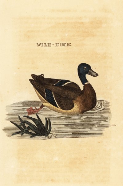 Germano reale, Anas platyrhynchos da Edward Donovan