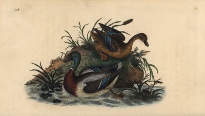 Germano reale, Anas platyrhynchos, coppia maschio e femmina da Edward Donovan