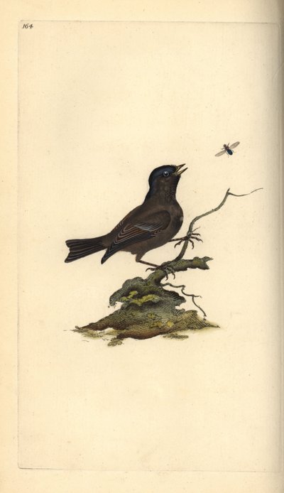 Cincia bigia. Incisione a mano colorata a rame disegnata e incisa da Edward Donovan dal suo Natural History of British Birds, Londra da Edward Donovan