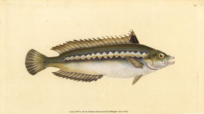 Donzella mediterranea, Coris julis da Edward Donovan