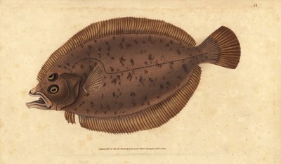 Lepidorhombus whiffiagonis (Pleuronectes megastoma). Incisione a mano colorata disegnata e incisa da Edward Donovan dal suo Natural History of British Fishes, Donovan e F.C. e J. Rivington, Londra da Edward Donovan
