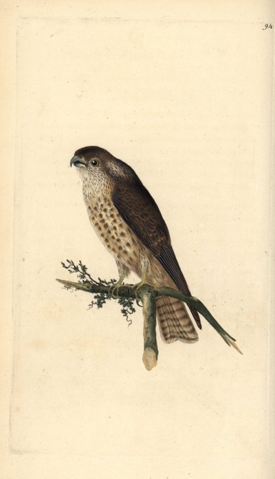 Merlin, Falco columbarius da Edward Donovan