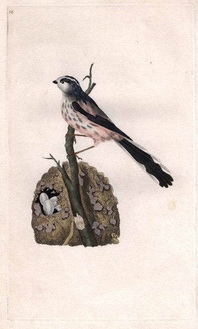 Cincia dalla lunga coda. Aegithalos caudatus da Edward Donovan