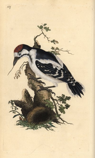 Picchio rosso mezzano, Dendrocopos medius. Incisione a mano colorata disegnata e incisa da Edward Donovan dal suo "Storia Naturale degli Uccelli Britannici", Londra da Edward Donovan