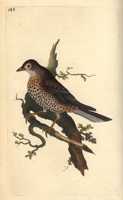 Tordo bottaccio, Turdus viscivorus da Edward Donovan
