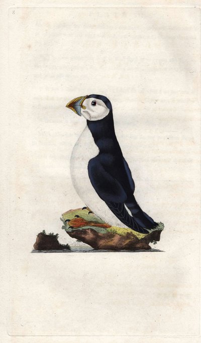 Pulcinella di mare. Fratercula arctica (Alca arctica). Incisione su rame di Edward Donovan, pubblicata in Histoire naturelle des oiseaux britanniques, Londra da Edward Donovan