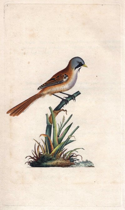 Basettino. Panurus biarmicus (Parus biarmicus). Incisione su rame di Edward Donovan, pubblicata in Histoire naturelle des oiseaux britanniques, Londra da Edward Donovan