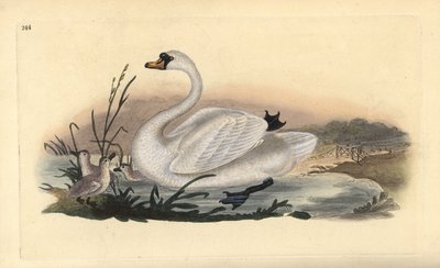 Cigno reale, Cygnus olor, con pulcini da Edward Donovan