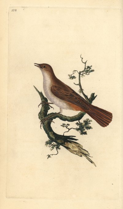 Usignolo, Luscinia megarhynchos da Edward Donovan