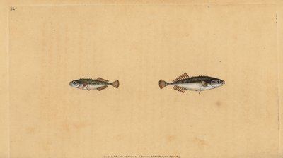 Spinarello a nove spine, Pungitius pungitius (Spinarello minore o a dieci spine, Gasterosteus pungitius). Incisione a mano colorata disegnata e incisa da Edward Donovan dalla sua Storia Naturale dei Pesci Britannici, Donovan e F.C. e J. Rivington, Londra da Edward Donovan