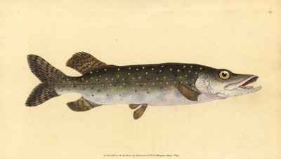 Esox lucius. Incisione a mano colorata disegnata e incisa da Edward Donovan dal suo Natural History of British Fishes, Donovan e F.C. e J. Rivington, Londra da Edward Donovan