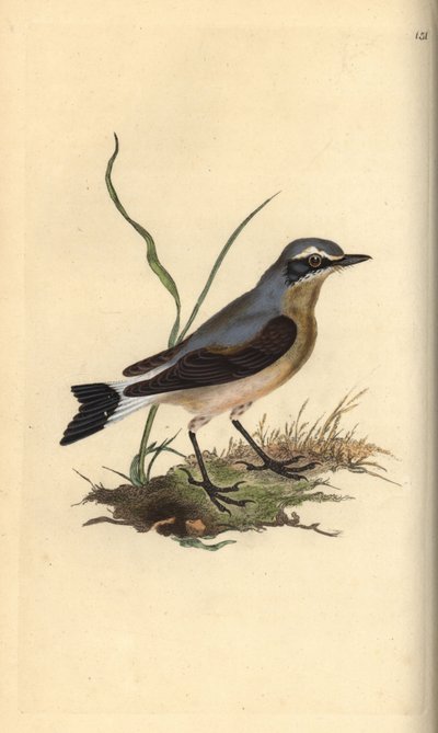 Culbianco, Oenanthe oenanthe da Edward Donovan