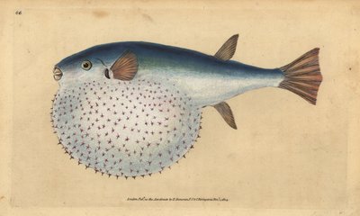 Pesce palla oceanico, Lagocephalus lagocephalus (Pesce globo stellato, Tetrodon stellatus). Rame inciso e colorato a mano disegnato e inciso da Edward Donovan dalla sua Storia Naturale dei Pesci Britannici, Donovan e F.C. e J. Rivington, Londra da Edward Donovan