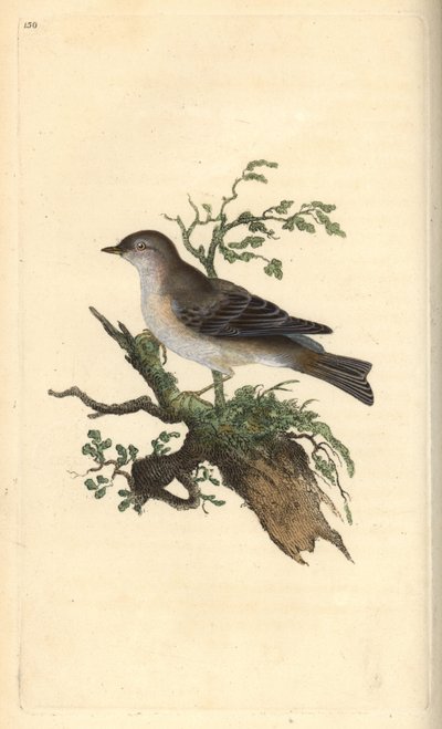 Sterpazzola di Orfeo, Sylvia hydrtensis, o sterpazzola maggiore. Incisione colorata a mano tratta da Edward Donovan dal suo Natural History of British Birds, Londra da Edward Donovan