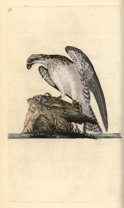 Falco pescatore su un pesce catturato. Incisione a mano colorata a rame disegnata e incisa da Edward Donovan dal suo Natural History of British Birds, Londra da Edward Donovan