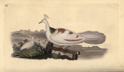 Pavone, Pavo cristatus, femmina con piccoli da Edward Donovan