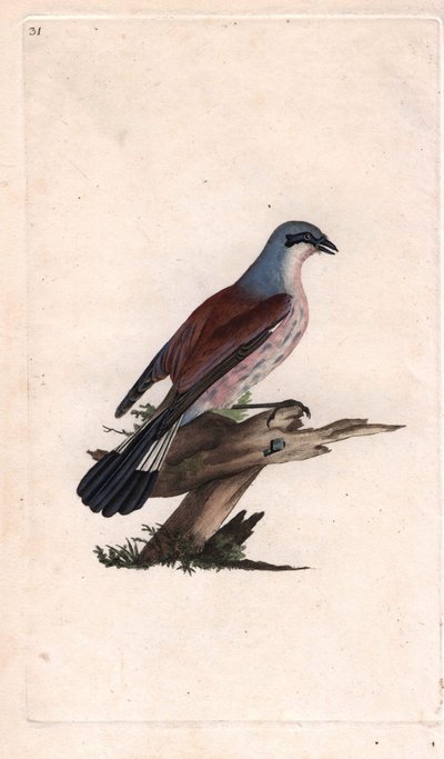 Averla piccola. Incisione a rame di Edward Donovan, pubblicata in Histoire naturelle des oiseaux britanniques, Londra da Edward Donovan