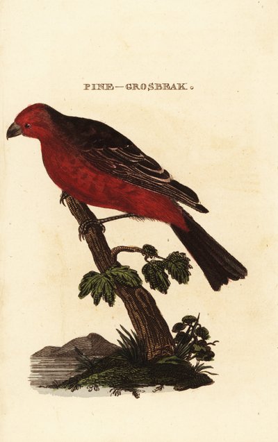 Grosbeak dei pini, Pinicola enucleator da Edward Donovan