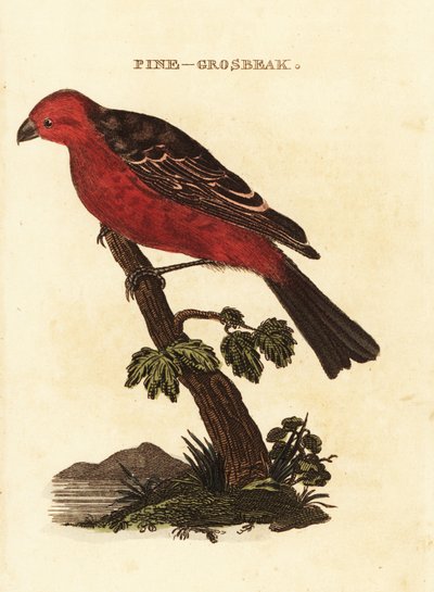 Grosbeak dei pini, Pinicola enucleator da Edward Donovan