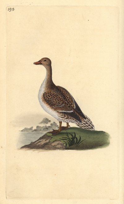 Codone, Anas acuta, femmina da Edward Donovan