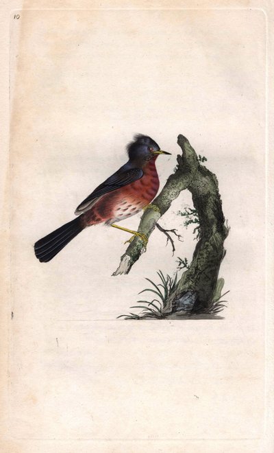 Sterpazzola da Edward Donovan