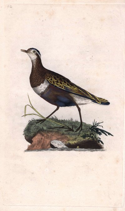 Piviere. Eudromias morinellus da Edward Donovan