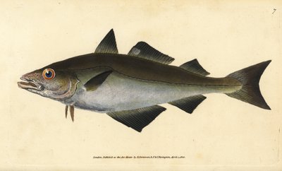Pollack, Pollachius pollachius. Incisione a mano colorata disegnata e incisa da Edward Donovan dal suo 