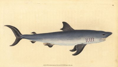 Smeriglio, Lamna nasus da Edward Donovan