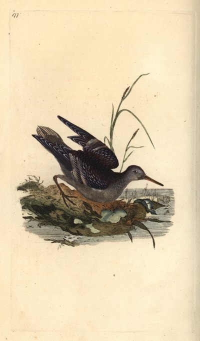 Piovanello violetto da Edward Donovan