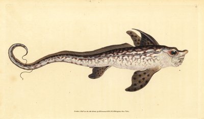 Pesce coniglio o mostro marino, Chimaera monstrosa. Quasi minacciato. Incisione a mano colorata disegnata e incisa da Edward Donovan dalla sua Storia Naturale dei Pesci Britannici, Donovan e F.C. e J. Rivington, Londra da Edward Donovan