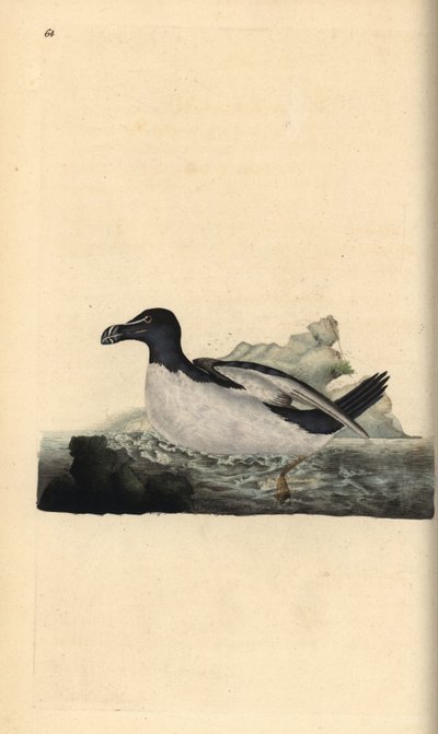Uria, Alca torda. Incisione colorata a mano tratta da Edward Donovan dal suo Natural History of British Birds, Londra da Edward Donovan