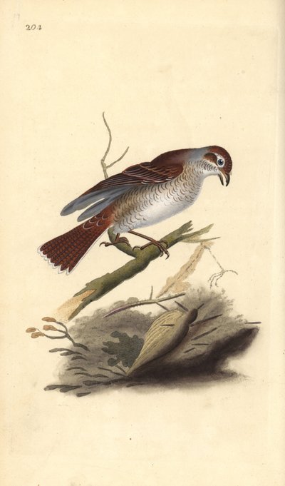Averla piccola (femmina), Lanius collurio da Edward Donovan