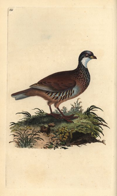 Pernice rossa, Alectoris rufa da Edward Donovan