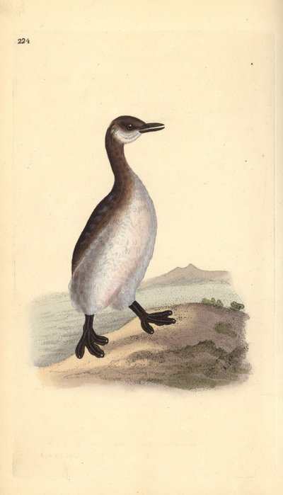 Svasso collorosso (femmina), Podiceps grisegena da Edward Donovan