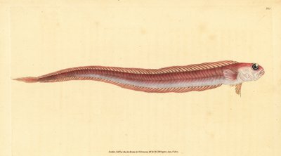 Cepola, Cepola macrophthalma da Edward Donovan