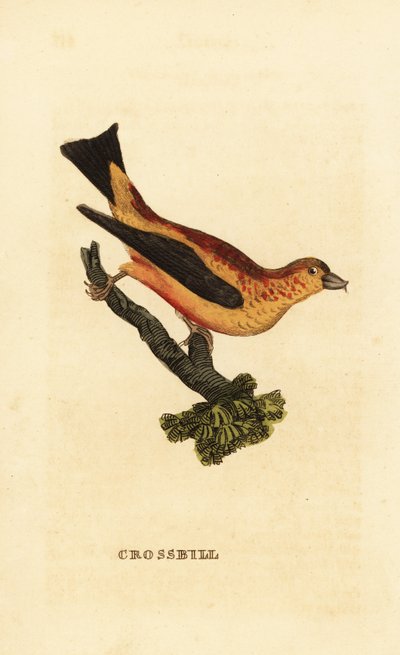 Crociere comune, Loxia curvirostra da Edward Donovan