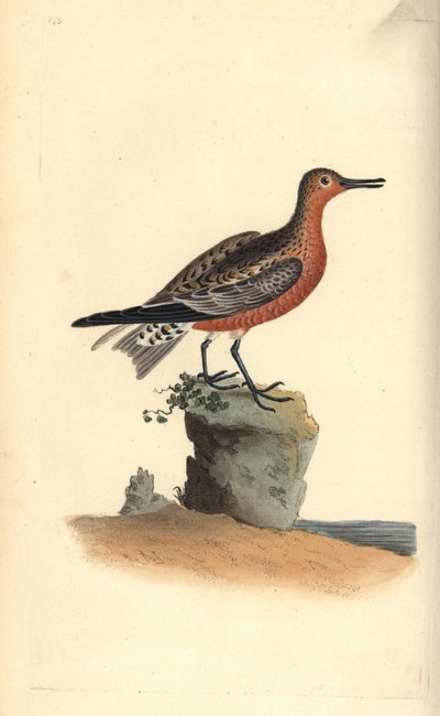 Piovanello maggiore, Calidris canutus. Incisione colorata a mano tratta da Edward Donovan dal suo Natural History of British Birds, Londra da Edward Donovan